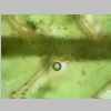 Vaginula Base 20er 01.jpg
